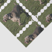 weimaraner-6 薄葉紙 (詳細)