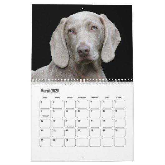 Weimaraner Calendar カレンダー (3月 2026)