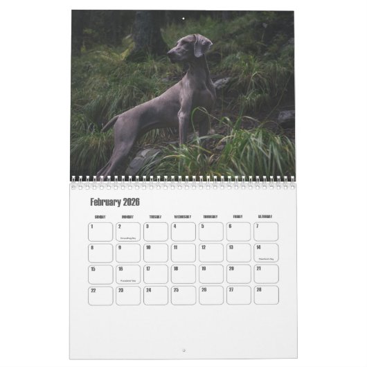 Weimaraner Calendar カレンダー (2月 2026)