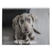 Weimaraner Calendar カレンダー (カバー)