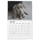 Weimaraner Calendar カレンダー (1月 2026)