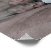 weimaraner dog美しい写真ポスタープリント ポスター (角)