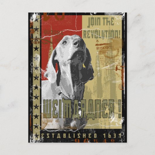 Weimaraner Nation :ヴィンテージWeimaraner! ポストカード (正面)