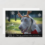 Weimaraner Nation :「生き物は動いていなかった。 シーズンカード (正面/裏面)