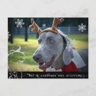 Weimaraner Nation :「生き物は動いていなかった。 ポストカード