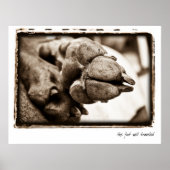 Weimaraner Nation : "足の旅" ポスター (正面)