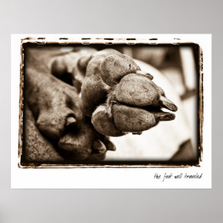 Weimaraner Nation : "足の旅" ポスター