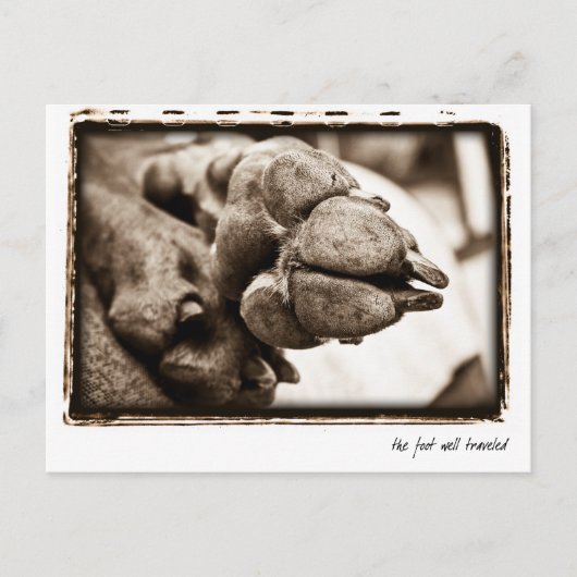 Weimaraner Nation : "足の旅" ポストカード (正面)