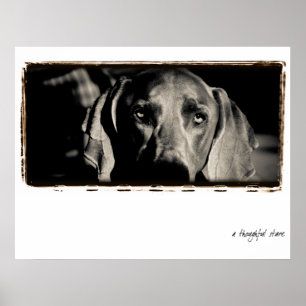 Weimaraner Nation : "A Thoughtful Stare" ポスター