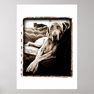 Weimaraner Nation : "Ballou's Chair" ポスター