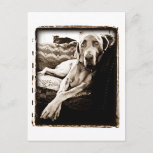 Weimaraner Nation : "Ballou's Chair" ポストカード