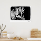 Weimaraner Nation : "The Grey Ghost" Print ポスター (キッチン)