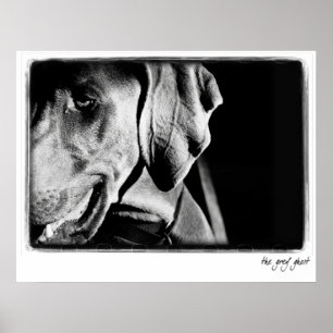 Weimaraner Nation : "The Grey Ghost" Print ポスター