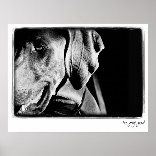 Weimaraner Nation : "The Grey Ghost" Print ポスター (正面)