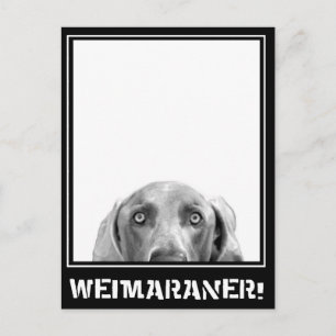 Weimaraner Nation : Weimaraner In A Box! ポストカード