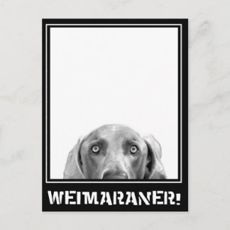 Weimaraner Nation : Weimaraner In A Box! ポストカード