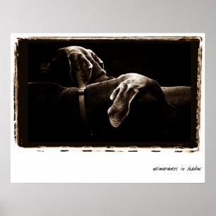 Weimaraner Nation : Weimaraners In Shadow ポスター