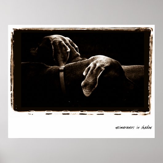 Weimaraner Nation : Weimaraners In Shadow ポスター (正面)