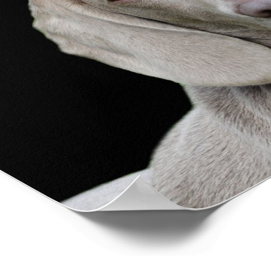 Weimaraner puppy eyes poster ポスター (角)