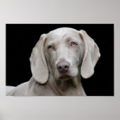 Weimaraner puppy eyes poster ポスター (正面)