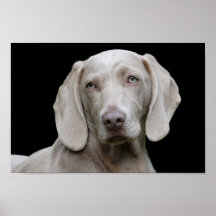 Weimaraner puppy eyes poster