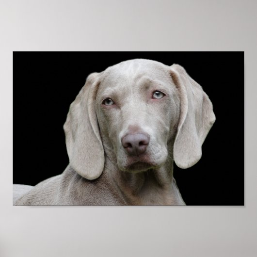 Weimaraner puppy eyes poster ポスター (正面)