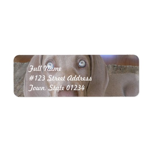 Weimeraner Dogメーリングラベル ラベル (正面)