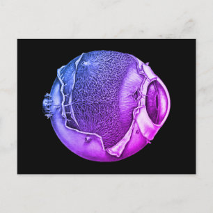 Weird Modern Vintage Eyeball Detail Drawing Purple ポストカード