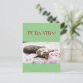Weisheiten&Humor PuraVida! Katze schläft auf grün ポストカード (スタンド正面)