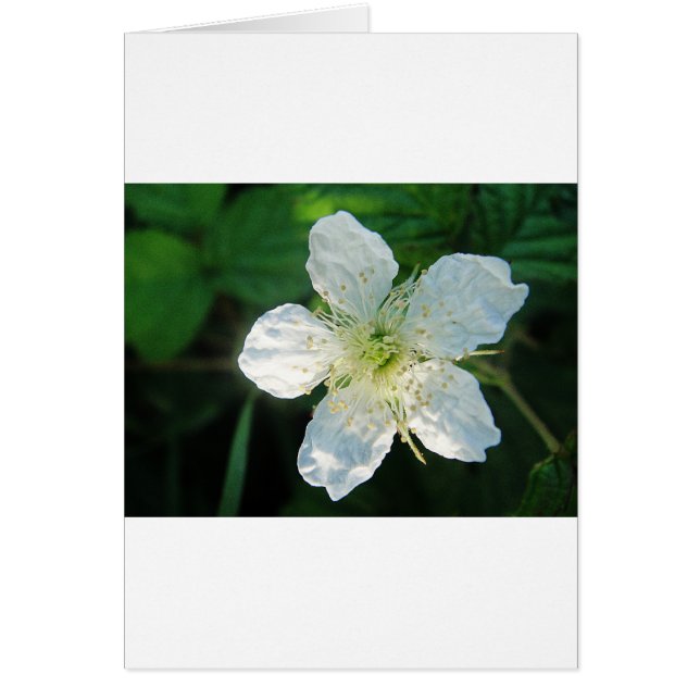 Weisse Brombeerblüte (正面)