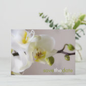 Weiße Orchidee • 日付Karteを救って下さい セーブザデート (スタンド正面)