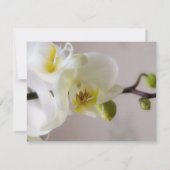 Weiße Orchidee • Antwortkarte zur Hochzeit 招待状 (裏面)