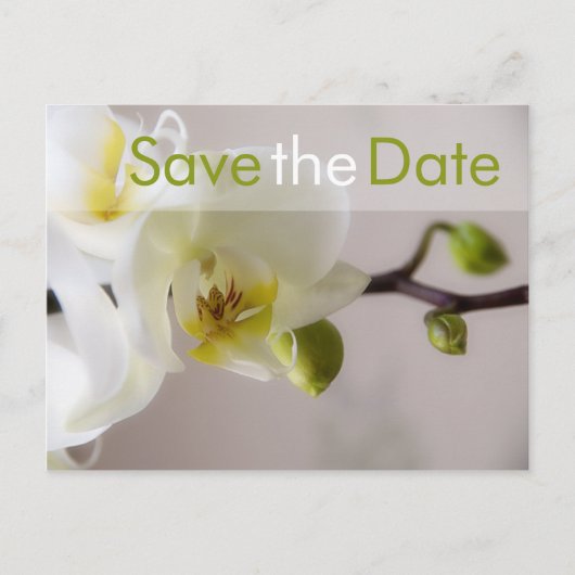 Weisse Orchidee ・ Save the Date Postkarte 案内ポストカード (正面)