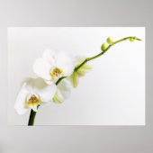 Weiße Orchideen ポスター (正面)