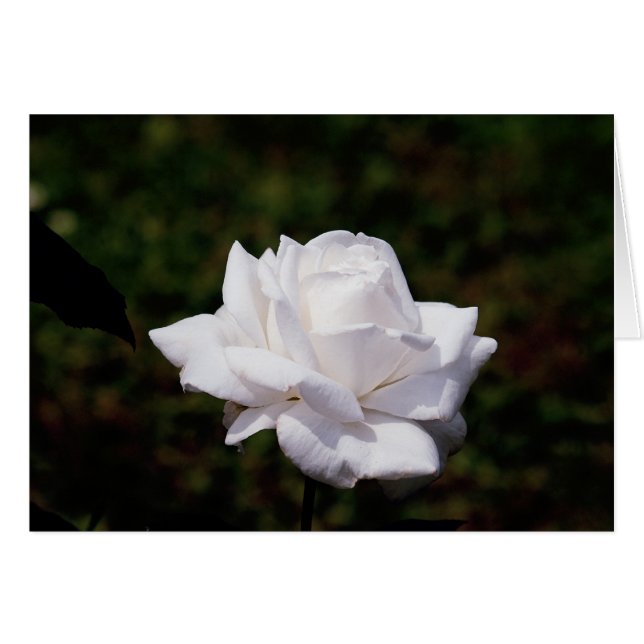 weisse Rose (正面横)