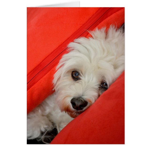 weißer Havaneser-Hund liegt auf orange Kissen (正面)