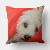weißer Havaneser-Hund liegt auf orange Kissen クッション (裏面)