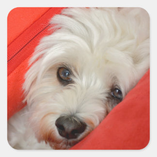 weißer Havaneser-Hund liegt auf orange Kissen スクエアシール