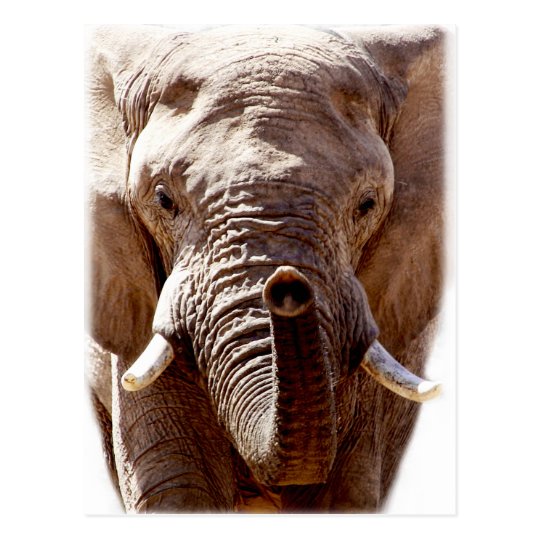 Wellcoda野生象の頭部の動物の顔 ポストカード Zazzle Co Jp