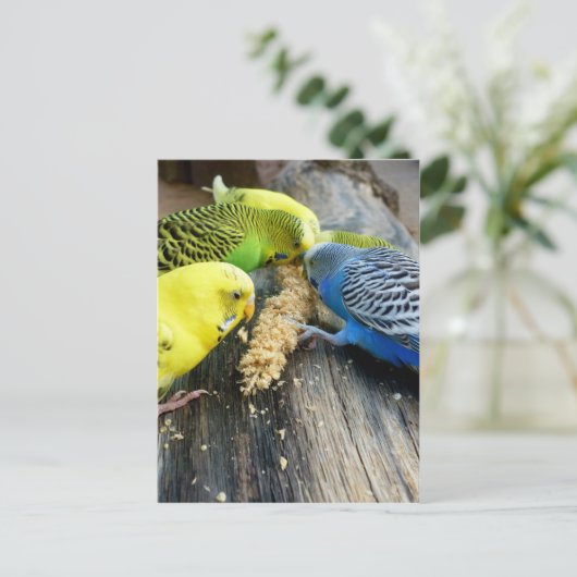 Wellensittiche (Melopsitacus undulatus) ポストカード (スタンド正面)