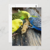 Wellensittiche (Melopsitacus undulatus) ポストカード (正面/裏面)