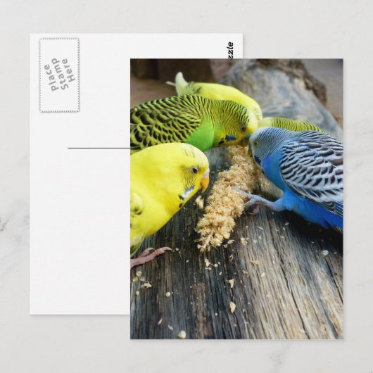 Wellensittiche (Melopsitacus undulatus) ポストカード (正面/裏面)