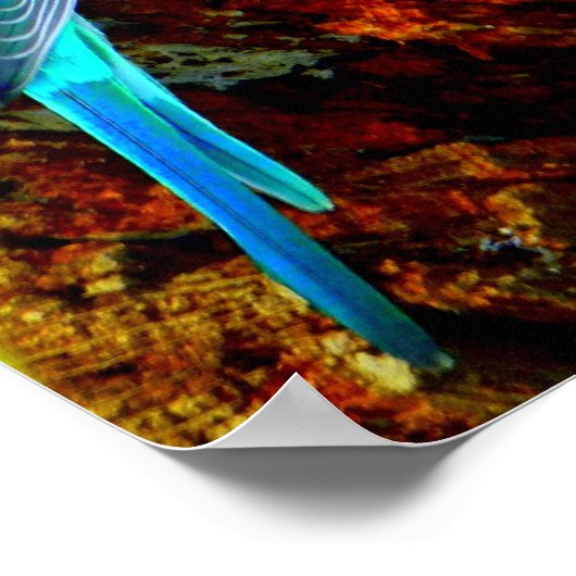 Wellensittiche (Melopsittacus undulatus) ポスター (角)