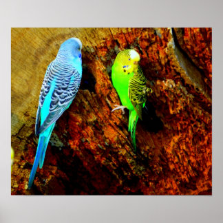 Wellensittiche (Melopsittacus undulatus) ポスター