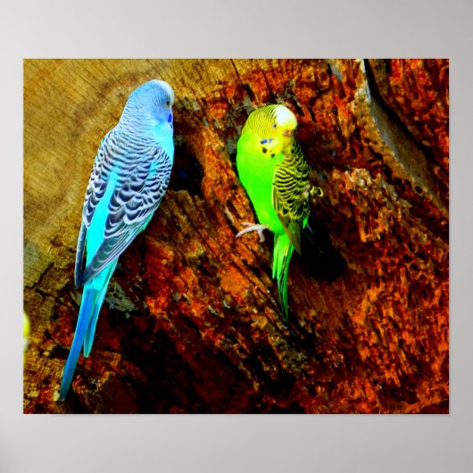 Wellensittiche (Melopsittacus undulatus) ポスター (正面)