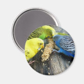 Wellensittiche (Melopsittacus undulatus) マグネット (正面/裏面)
