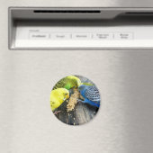 Wellensittiche (Melopsittacus undulatus) マグネット (インサイチュ (食洗機))