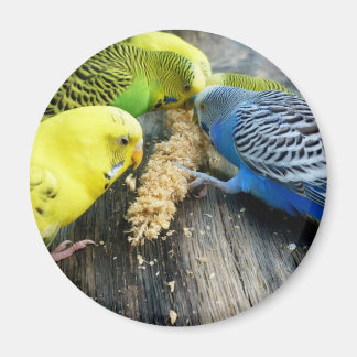 Wellensittiche (Melopsittacus undulatus) マグネット