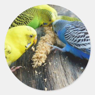 Wellensittiche (Melopsittacus undulatus) ラウンドシール