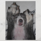 Welpe zum Verkauf Flyer Vorlagen チラシ (裏面)